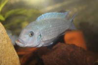 /album/fotogaljerjeja/golubaya-zebra-jpg/